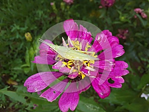 Sitting on the Fatiga Insects Animal Pink Daisy flower plant, Tineola bisselliellaÂ is a small moth.Tineola bisselliella, k